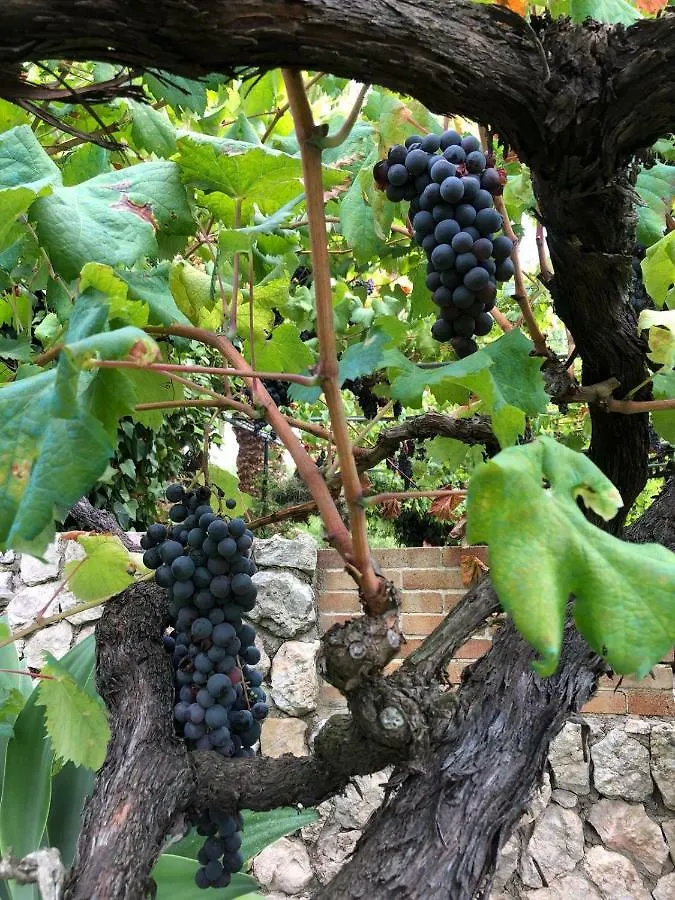 Agroturismo Can Guillo Pollenca Farm stay