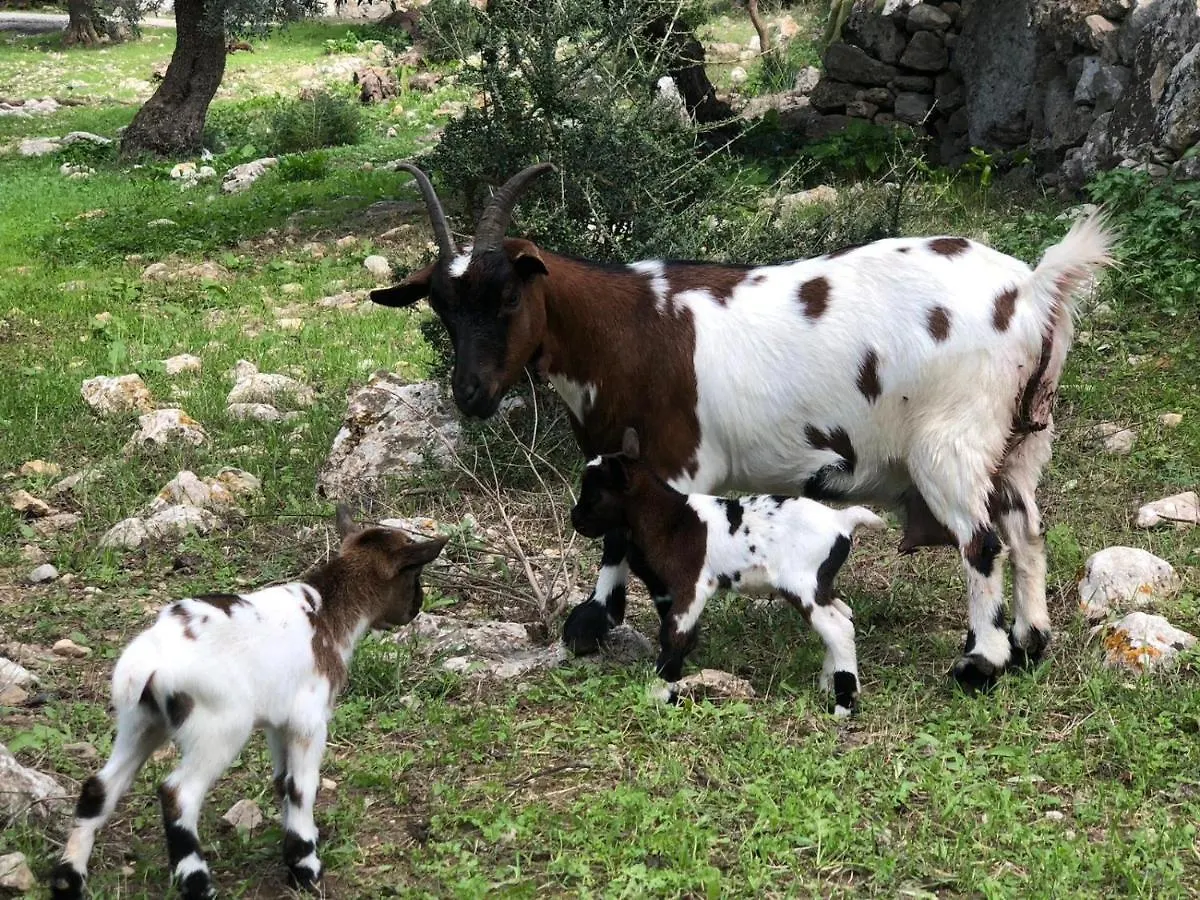 Agroturismo Can Guillo Pollença Espagne