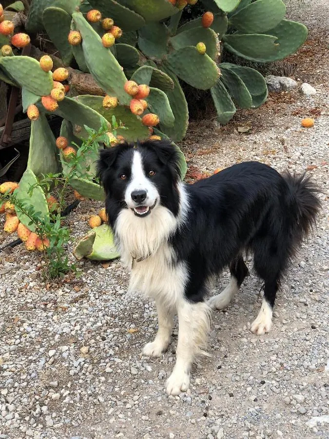 Agroturismo Can Guillo Pollença Séjour à la ferme