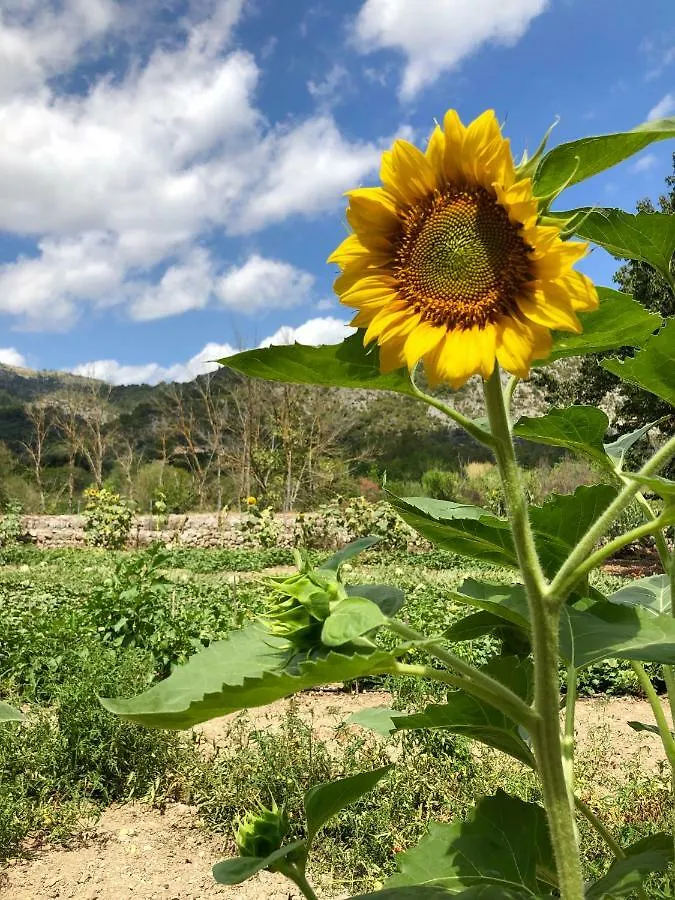 Agroturismo Can Guillo Pollenca Farm stay