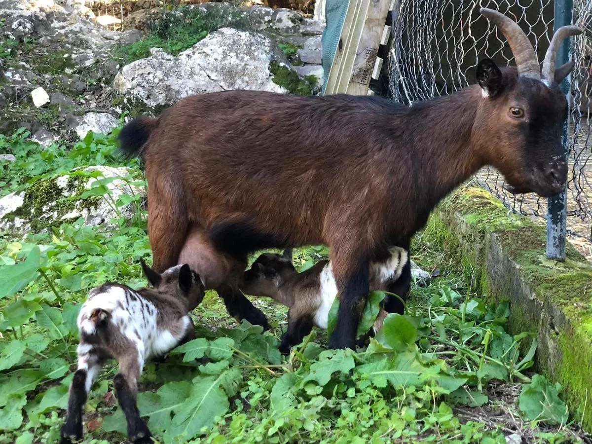 Agroturismo Can Guillo Pollenca Farm stay